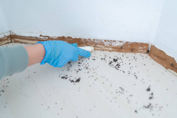 Best Best Pest Control Companies  in Capac, MI